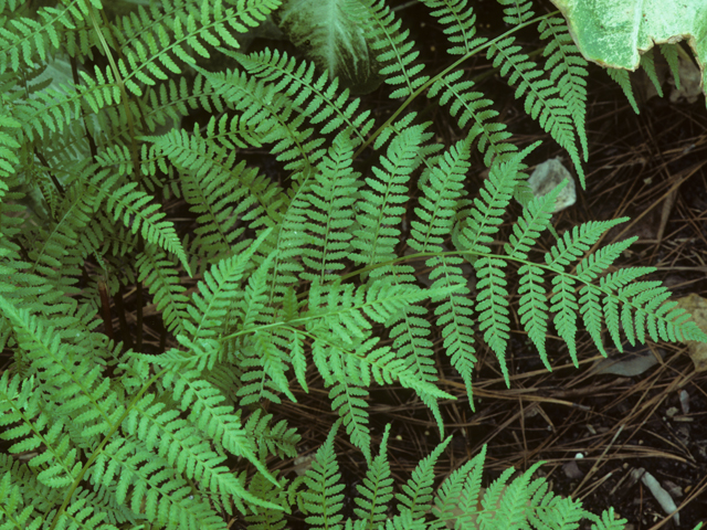 Athyrium filix-femina (Common lady fern) #25156