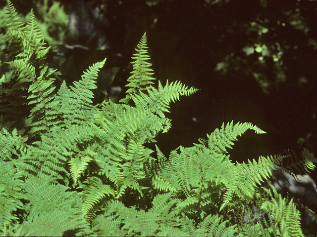 Dryopteris carthusiana (Shield fern) #25163