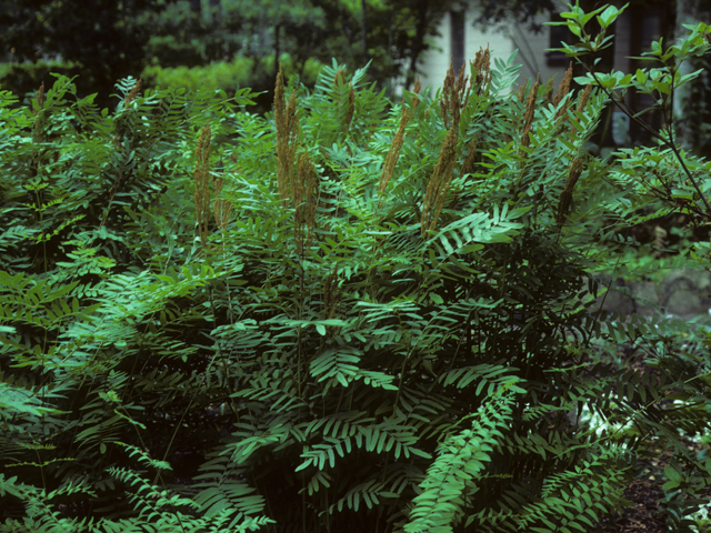 Osmunda regalis var. spectabilis (Royal fern) #25179