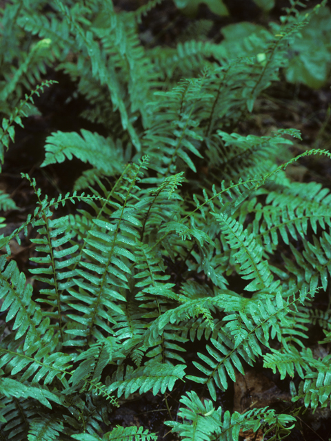 Polystichum acrostichoides (Christmas fern) #25182
