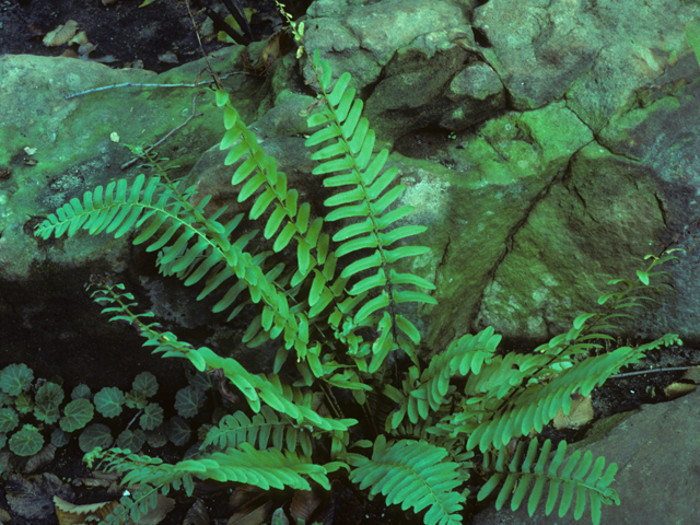 Polystichum acrostichoides (Christmas fern) #25183
