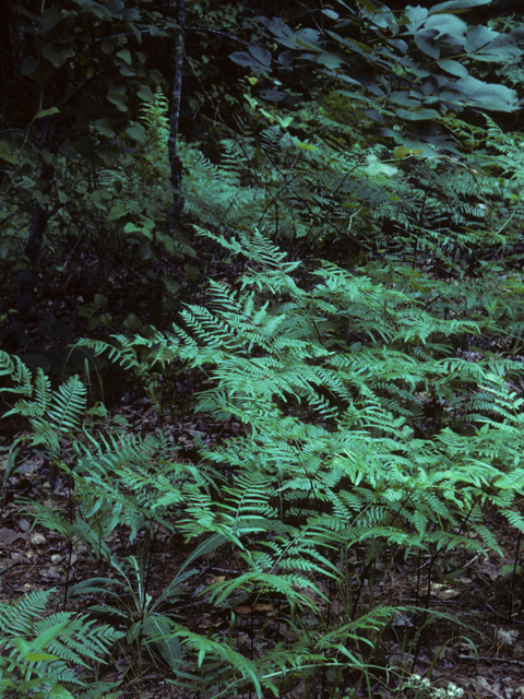 Pteridium aquilinum var. pseudocaudatum (Bracken fern) #25187