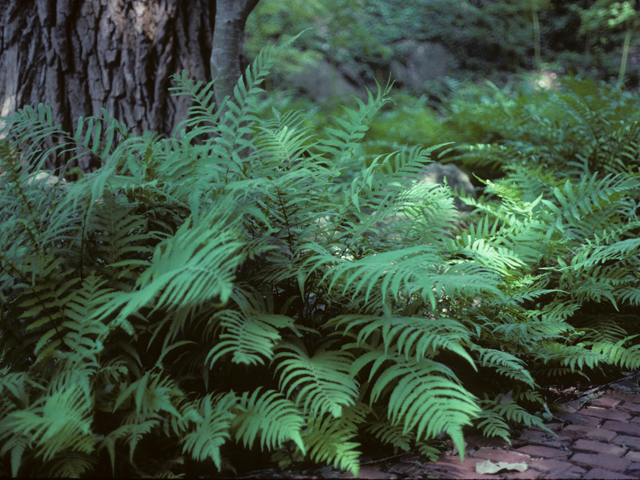 Thelypteris kunthii (Wood fern) #25193