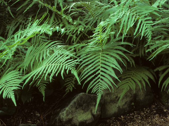 Thelypteris kunthii (Wood fern) #25194