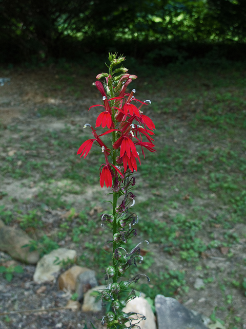Lobelia cardinalis (Cardinal flower) #47494