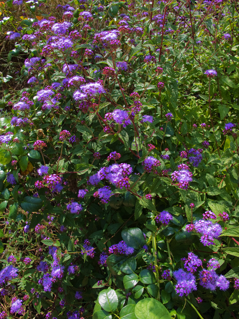 Conoclinium coelestinum (Blue mistflower) #47518