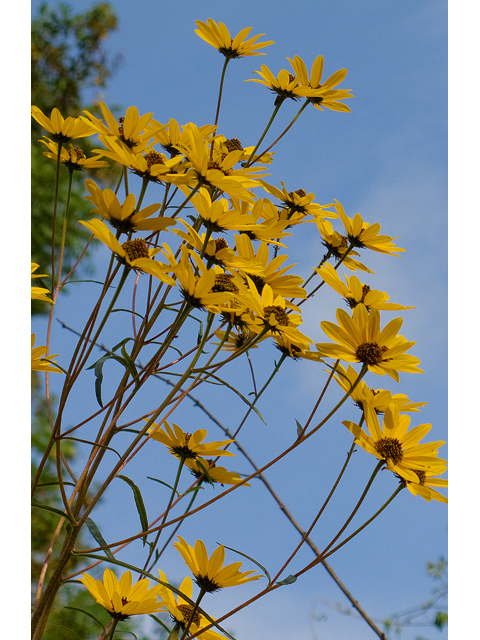 Helianthus angustifolius (Swamp sunflower) #47520