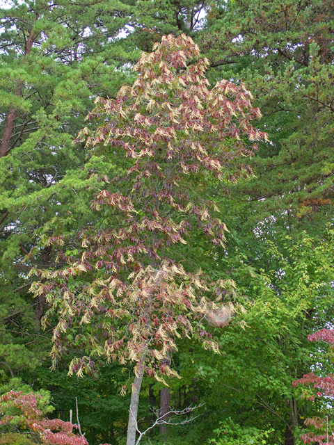 Oxydendrum arboreum (Sourwood) #47526