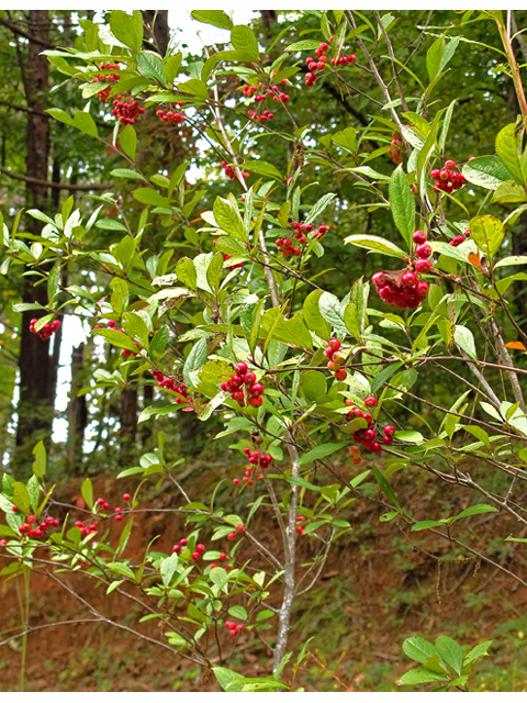 Aronia arbutifolia (Red chokeberry) #47538