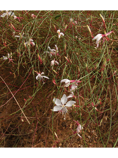 Oenothera lindheimeri (White gaura) #47561