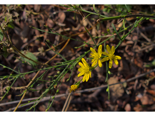 Amphiachyris dracunculoides (Prairie broomweed) #47562