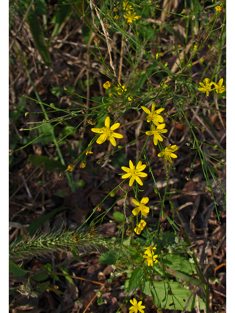 Amphiachyris dracunculoides (Prairie broomweed) #47563