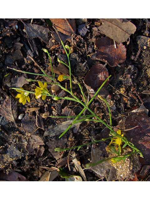 Amphiachyris dracunculoides (Prairie broomweed) #47565