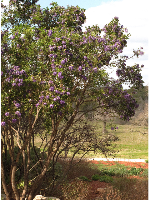 Sophora secundiflora (Texas mountain laurel) #47592