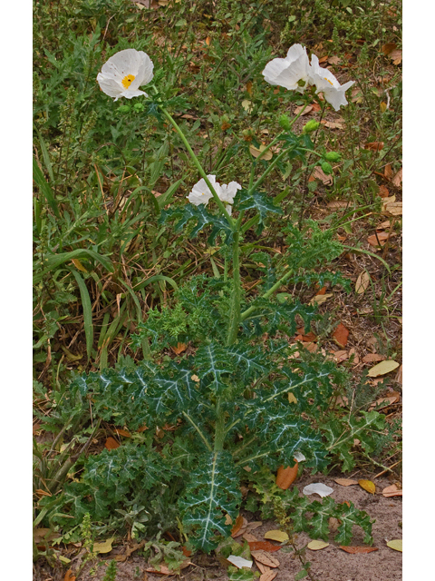 Argemone albiflora ssp. texana (Texas bluestem pricklypoppy) #47598