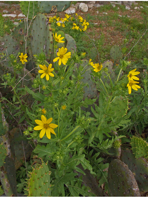 Engelmannia peristenia (Engelmann's daisy) #47617