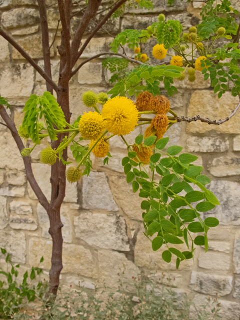 Leucaena retusa (Goldenball leadtree) #47618