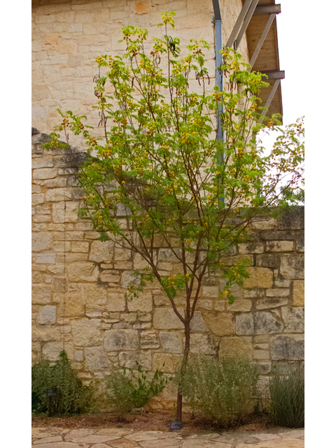 Leucaena retusa (Goldenball leadtree) #47619