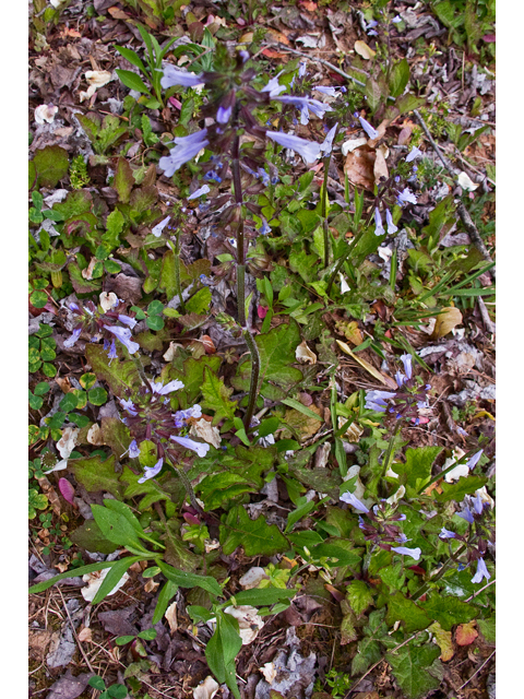 Salvia lyrata (Lyreleaf sage) #47634