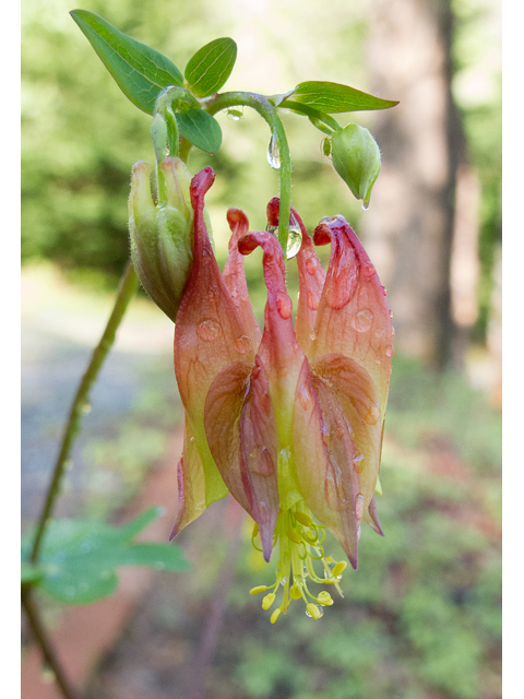 Aquilegia canadensis (Eastern red columbine) #47641