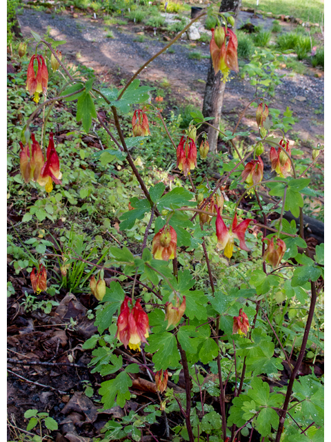 Aquilegia canadensis (Eastern red columbine) #47642