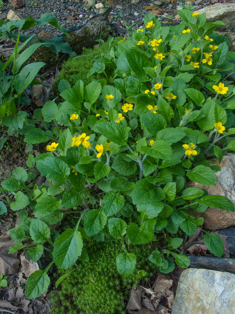 Chrysogonum virginianum (Green and gold) #47676