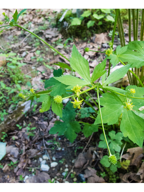 Ranunculus recurvatus (Blisterwort) #47678