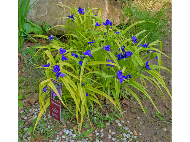 Tradescantia virginiana (Virginia spiderwort) #47680
