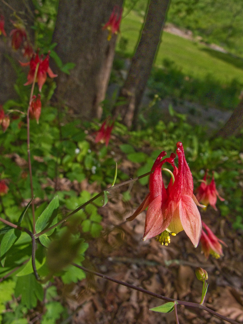Aquilegia canadensis (Eastern red columbine) #47690