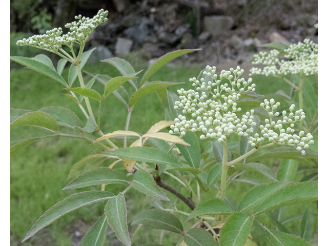 Sambucus nigra ssp. canadensis (Common elderberry) #48971