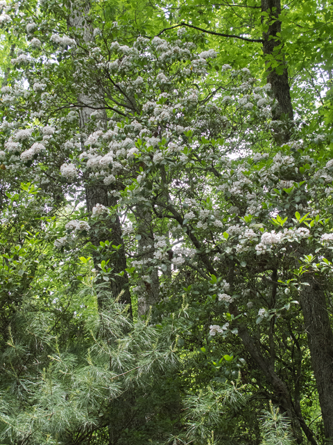 Kalmia latifolia (Mountain laurel) #48983