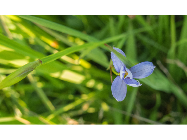 Sisyrinchium angustifolium (Narrowleaf blue-eyed grass) #49000