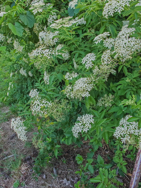 Sambucus nigra ssp. canadensis (Common elderberry) #49003