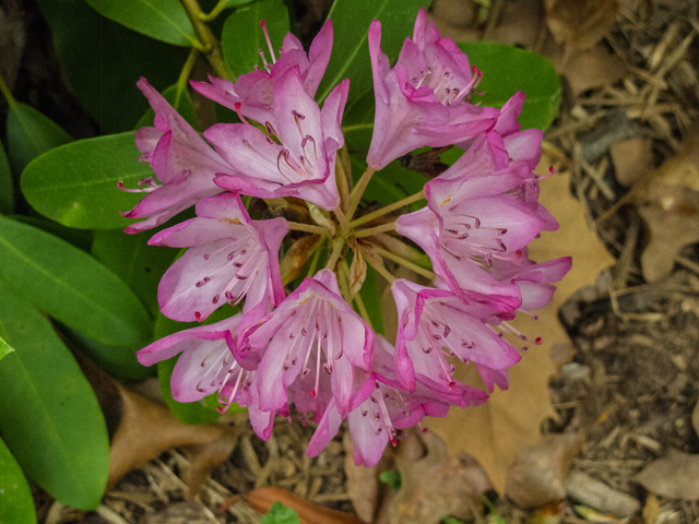 Rhododendron minus (Piedmont rhododendron) #49012