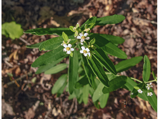 Euphorbia corollata (Flowering spurge) #49021
