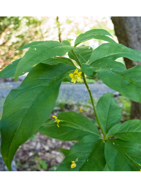 Lysimachia quadrifolia (Whorled yellow loosestrife) #49026