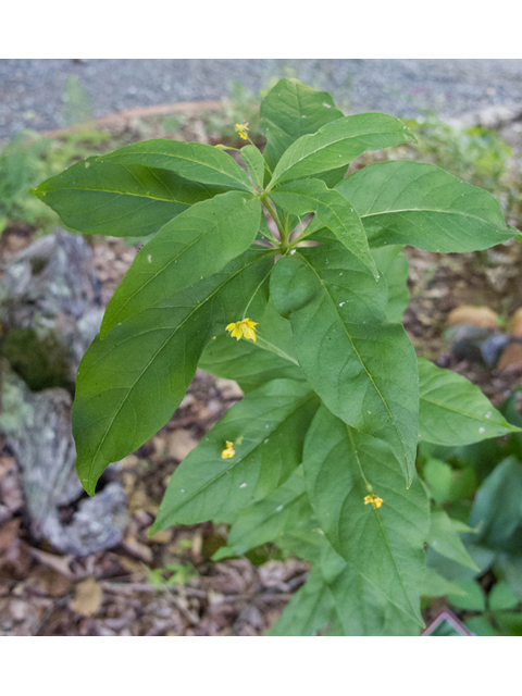 Lysimachia quadrifolia (Whorled yellow loosestrife) #49027