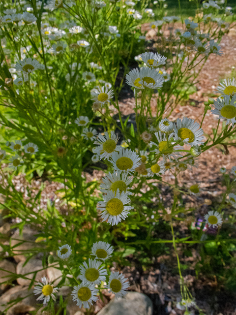Erigeron annuus (Eastern daisy fleabane) #49033