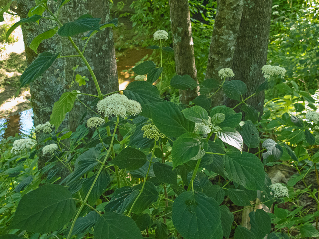 Hydrangea arborescens (Wild hydrangea) #49039