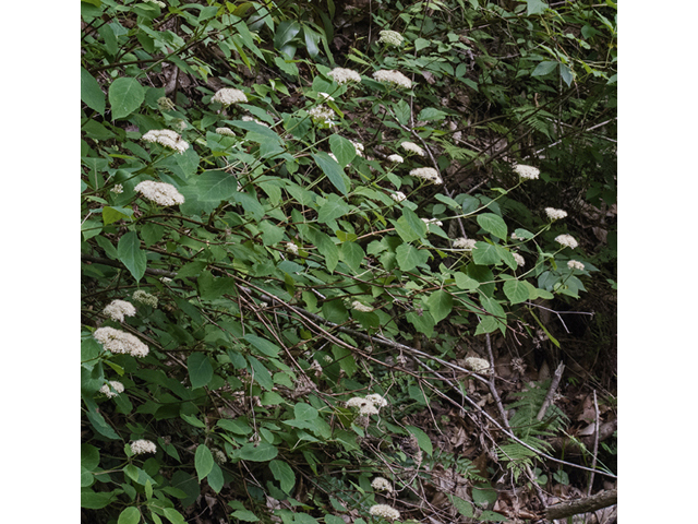Hydrangea arborescens (Wild hydrangea) #49043