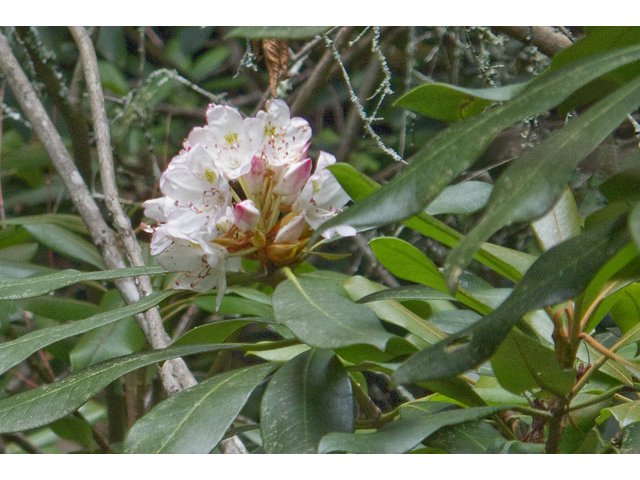 Rhododendron maximum (Great laurel) #49044