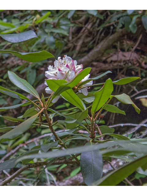 Rhododendron maximum (Great laurel) #49045