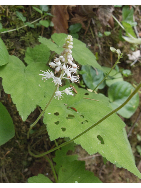 Tiarella cordifolia (Heartleaf foamflower) #49046