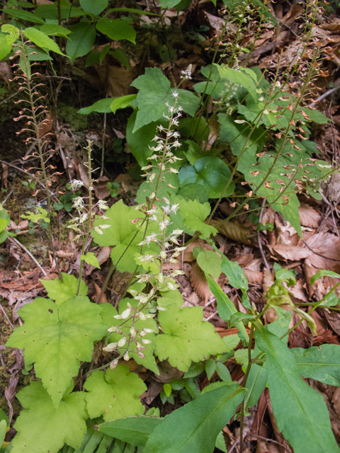 Tiarella cordifolia (Heartleaf foamflower) #49047