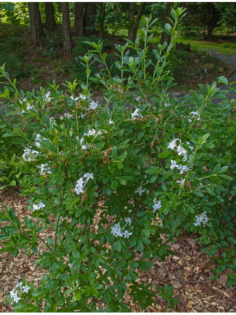 Rhododendron viscosum (Swamp azalea) #49057