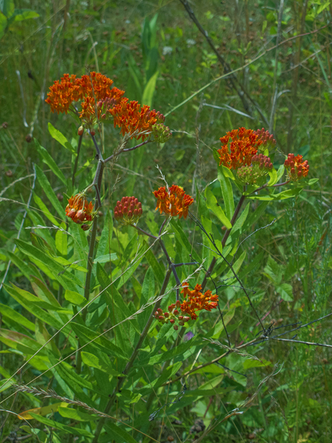 Asclepias tuberosa (Butterflyweed) #49070