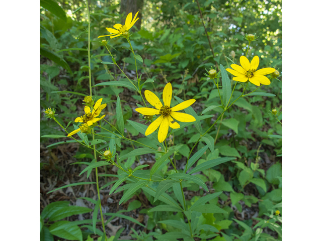 Coreopsis major (Greater tickseed) #49077