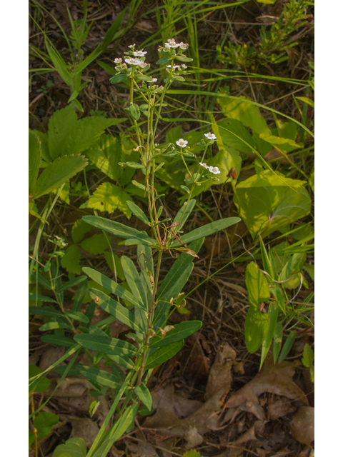 Euphorbia corollata (Flowering spurge) #49093
