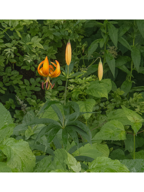 Lilium superbum (Turk's-cap lily) #49107
