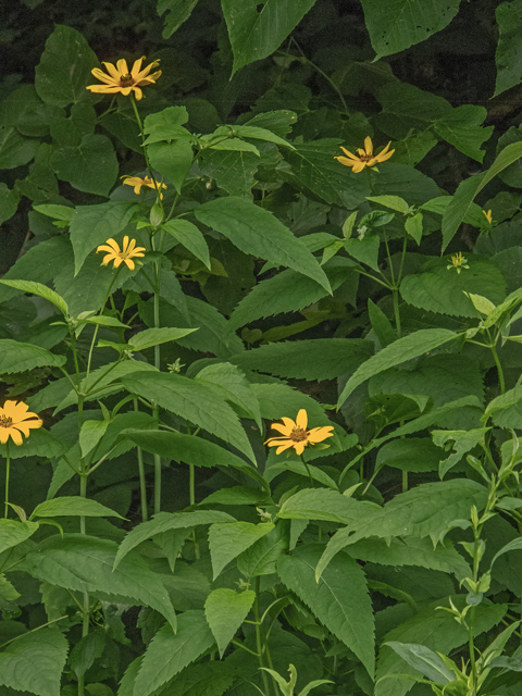 Helianthus decapetalus (Thinleaf sunflower) #49110